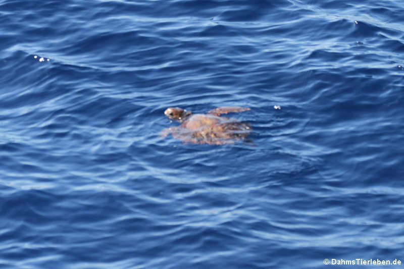 Caretta caretta