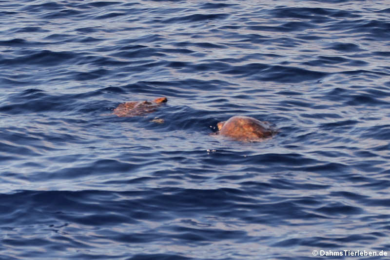 Unechte Karettschildkröten (Caretta caretta)