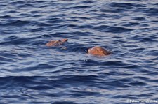 Unechte Karettschildkröte (Caretta caretta) nahe La Gomera