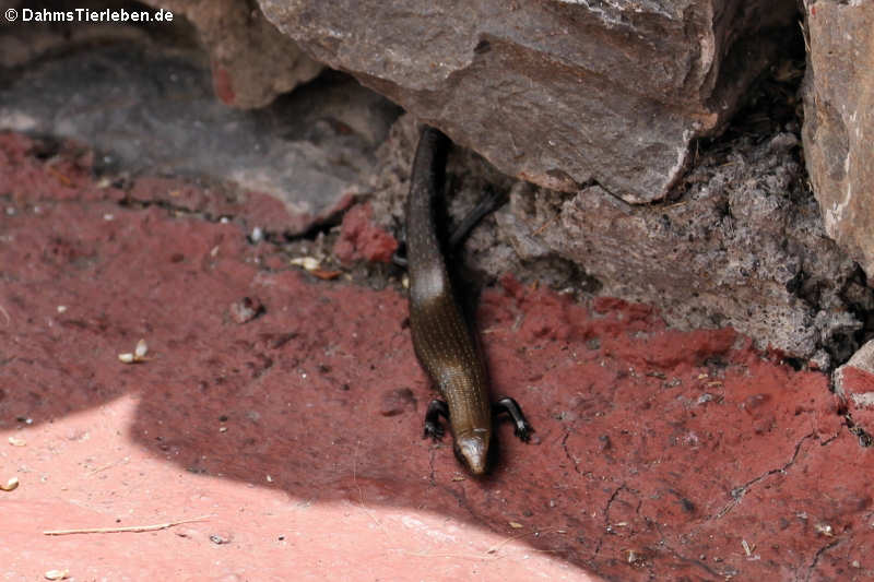 Chalcides coeruleopunctatus