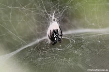 Opuntienspinne (Cyrtophora citricola) auf La Gomera