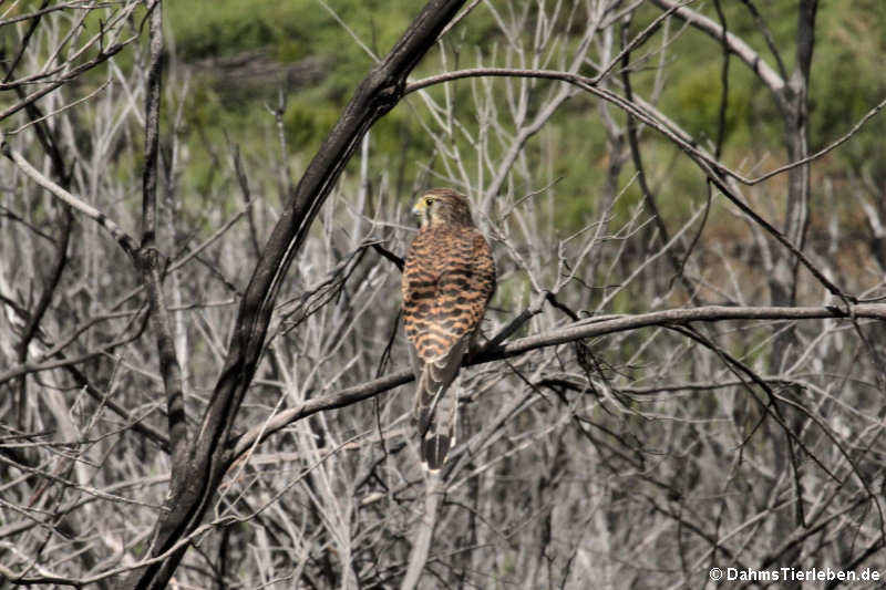 Falco tinnunculus canariensis