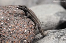 männliche Kleine Kanareneidechse (Gallotia caesaris gomerae) auf La Gomera