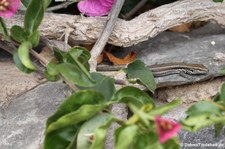 weibliche Kleine Kanareneidechse (Gallotia caesaris gomerae) auf La Gomera