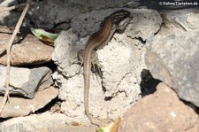 männliche Kleine Kanareneidechse (Gallotia caesaris gomerae) auf La Gomera