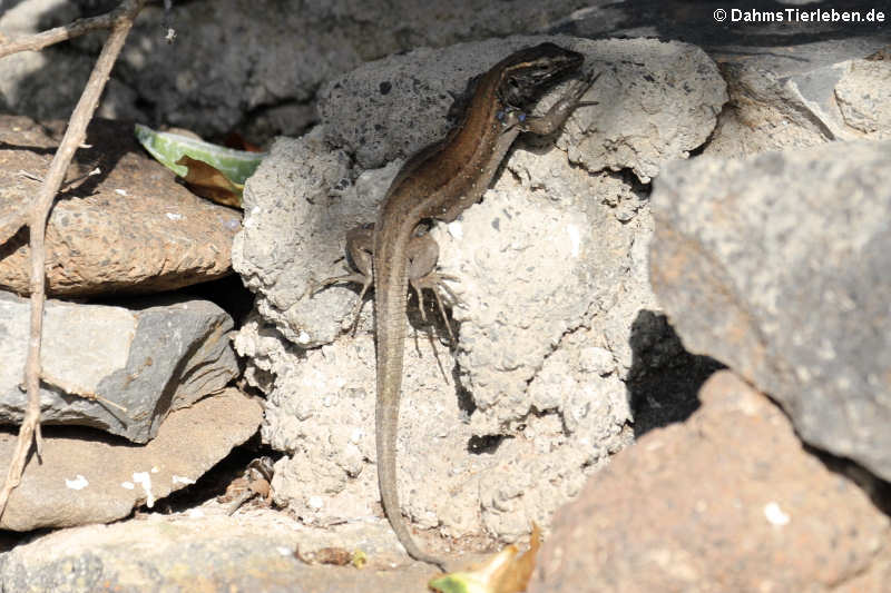 Gallotia caesaris gomerae