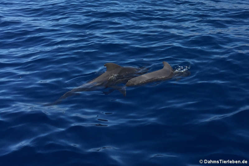 Globicephala macrorhynchus-2