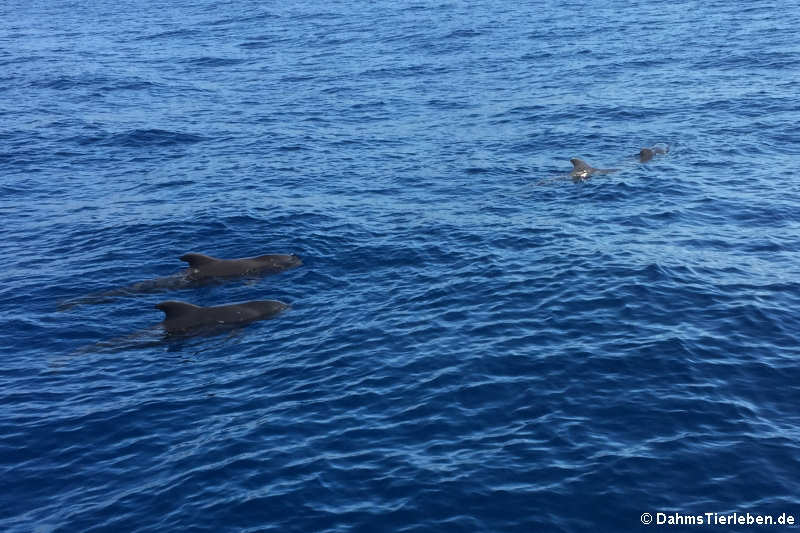 Globicephala macrorhynchus-3