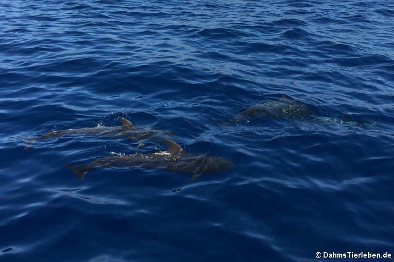 Globicephala macrorhynchus-1