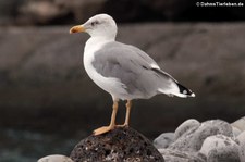 Mittelmeermöwe (Larus michahellis atlantis) auf La Gomera