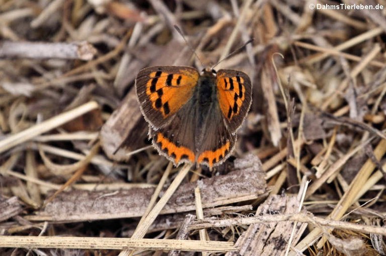 Lycaena phlaeas