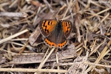 Kleiner Feuerfalter (Lycaena phlaeas) auf der Inseln LaGomera