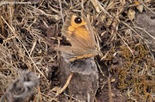 Großes Ochsenauge (Maniola jurtina)  auf LaGomera, Spanien