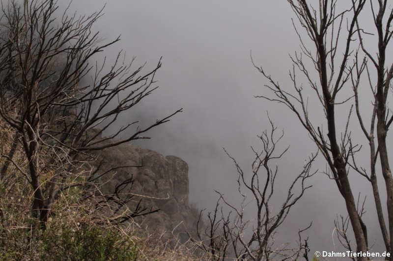 Wanderung im Nebel