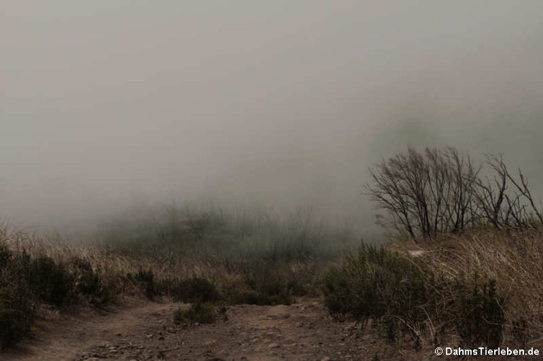 Wanderung im Nebel