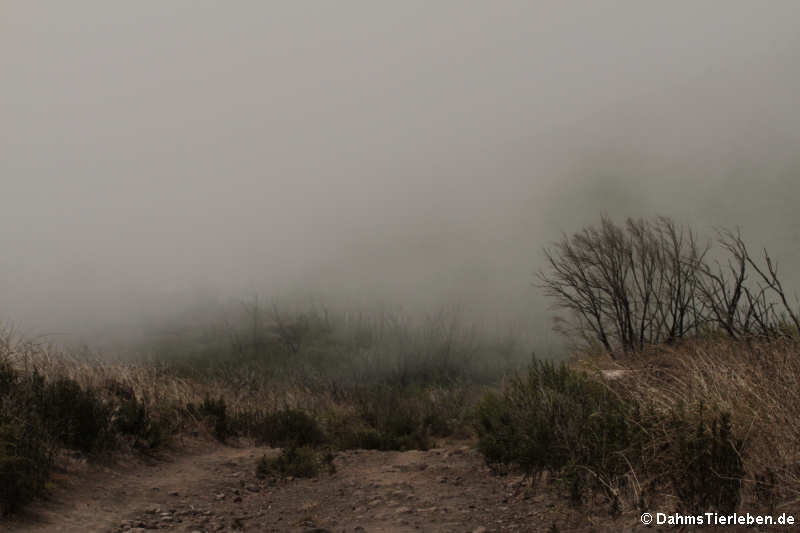 Wanderung im Nebel ...