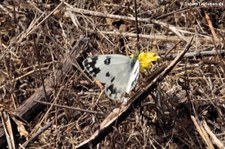 Westlicher Resedaweißling (Pontia daplidice) auf der Insel LaGomera