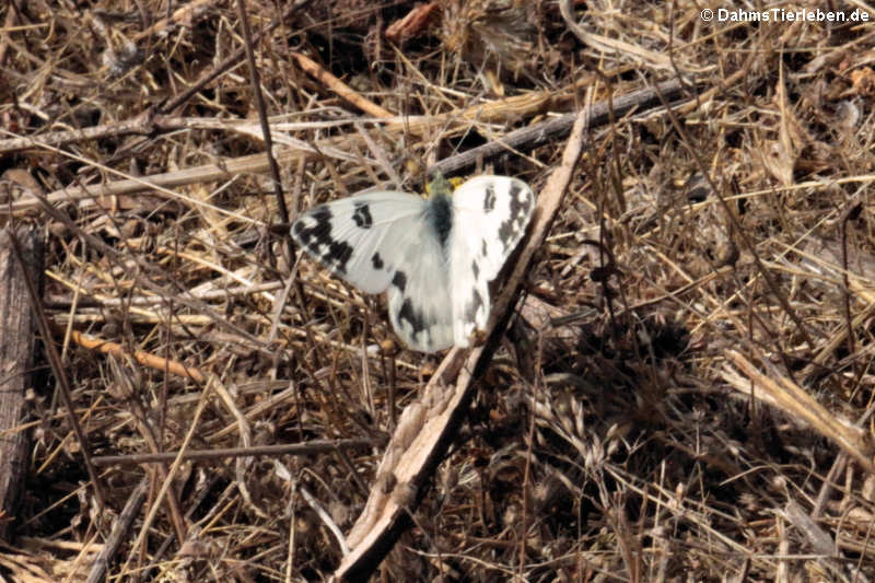 Pontia daplidice