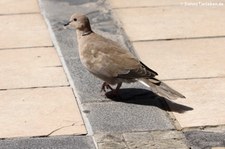 Türkentaube (Streptopelia decaocto) auf Teneriffa