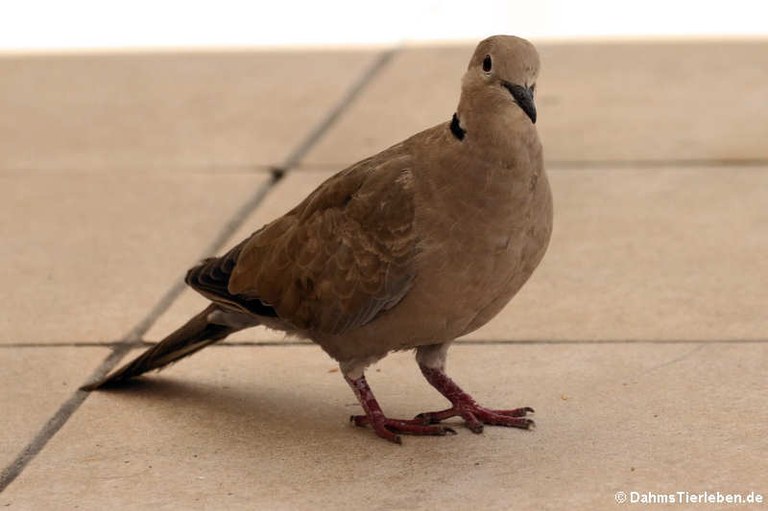 Streptopelia decaocto