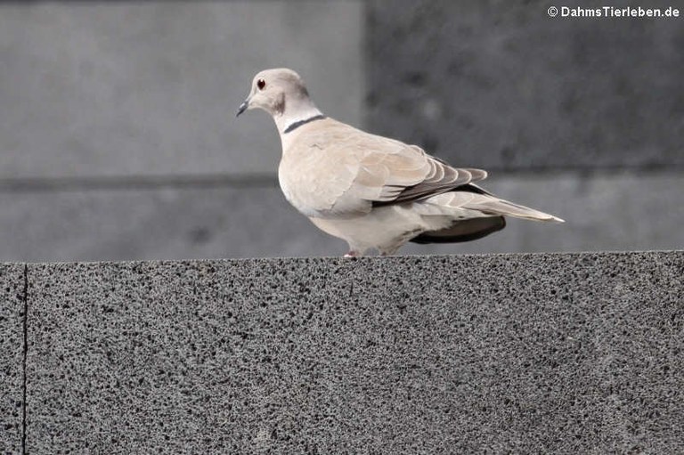 Streptopelia decaocto