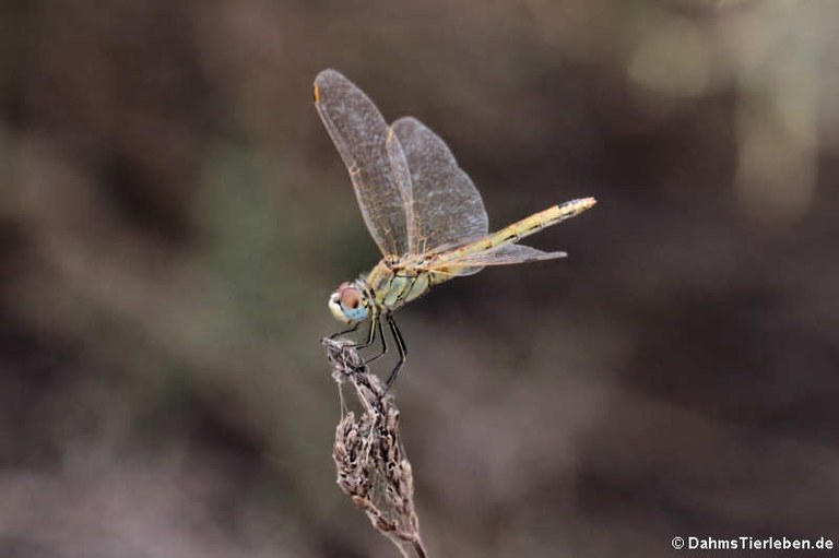 Sympetrum fonscolombii