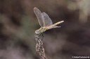 Sympetrum fonscolombii