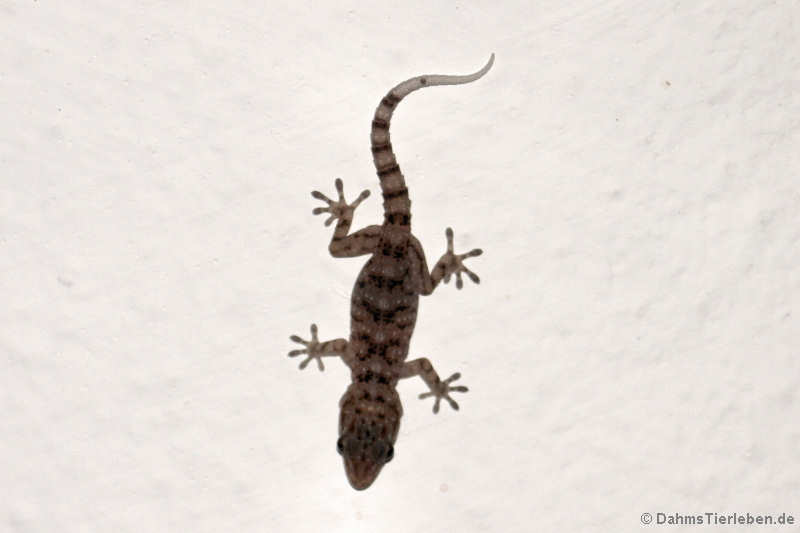 Kanarengecko