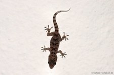 Gomera-Gecko (Tarentola gomerensis) auf La Gomera