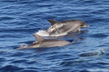 Große Tümmler (Tursiops truncatus) vor La Gomera