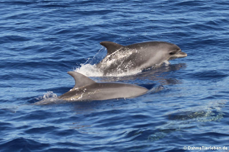 Große Tümmler (Tursiops truncatus)