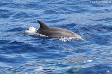 Großer Tümmler (Tursiops truncatus) vor La Gomera