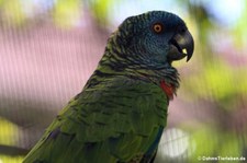 Blaustirnamazone (Amazona versicolor) auf St. Lucia