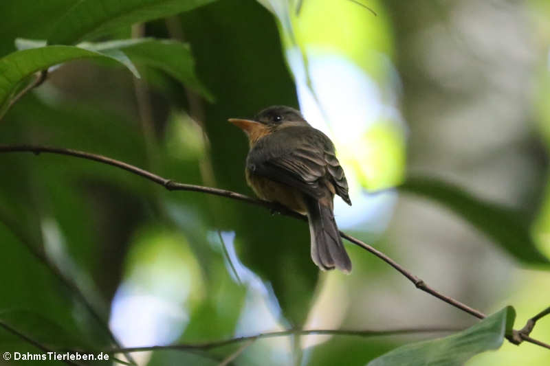 Kleinantillen-Schnäppertyrann (Contopus latirostris latirostris)