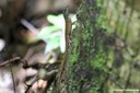 Anolis wattsii