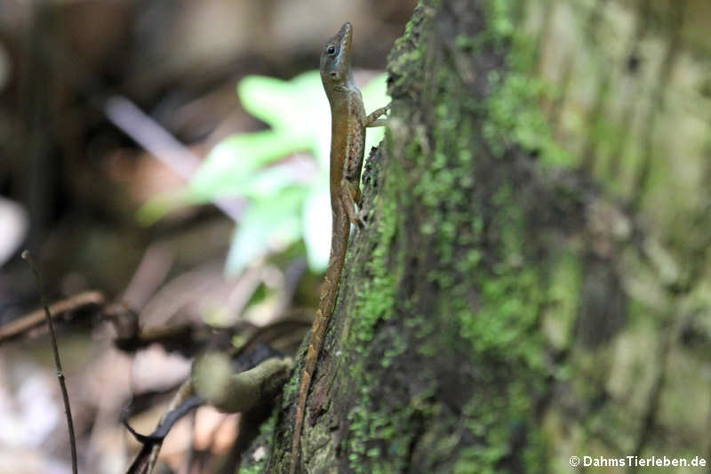 Anolis wattsii