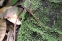 Anolis wattsii
