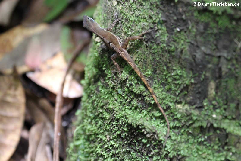 Anolis wattsii-2