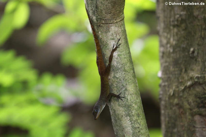 Anolis wattsii