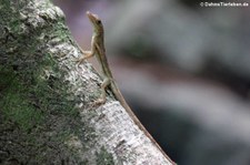 Watts-Anolis (Anolis wattsii) auf St. Lucia