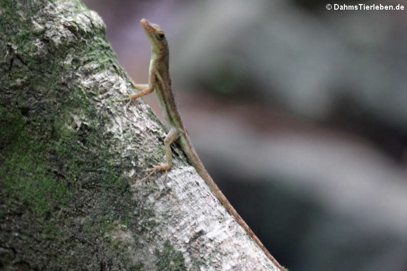 Anolis wattsii