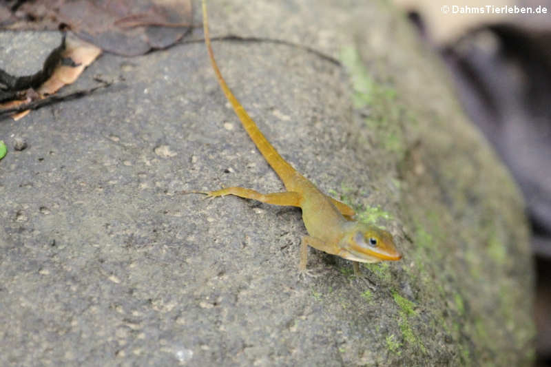 Anolis wattsii