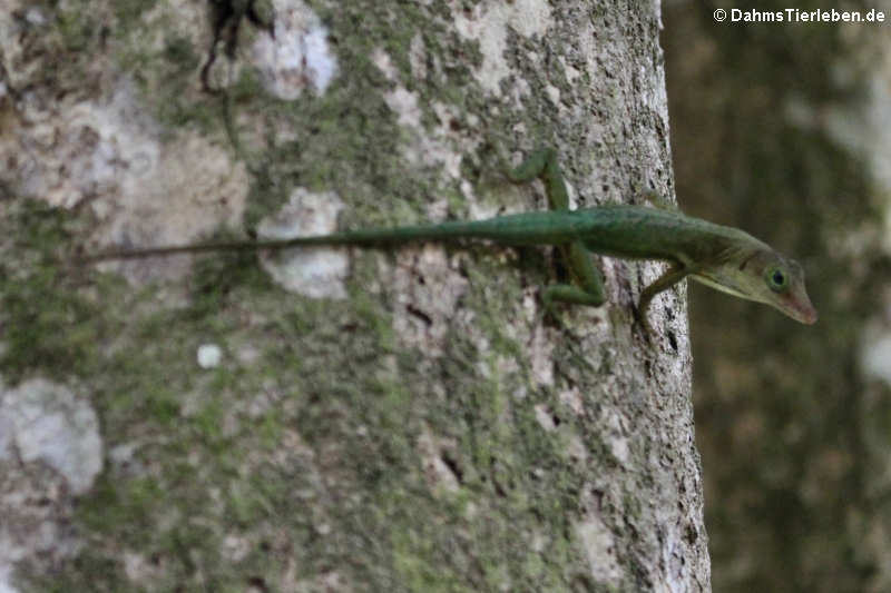 St. Lucia Anolis (Anolis luciae)