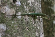 Saint Lucia Anolis (Anolis luciae) Saint Lucia