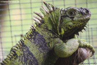 Saint Lucia horned iguana