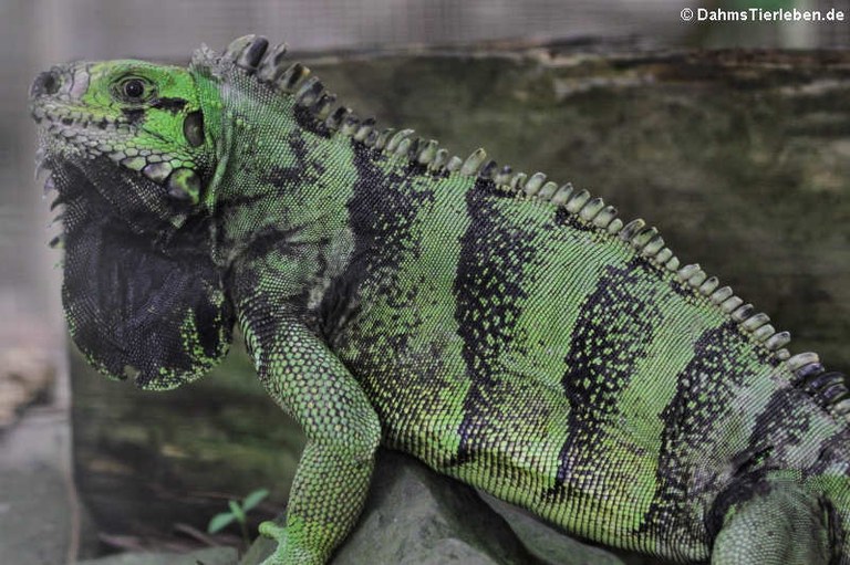 St. Lucia Iguana