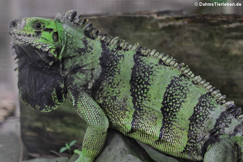 Grüner Leguan auf St. Lucia