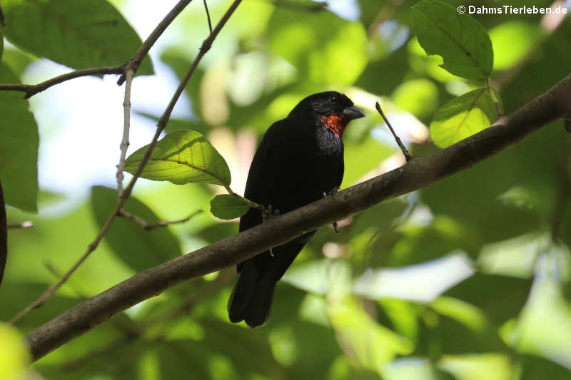 Bartgimpelfink (Loxigilla noctis sclateri)