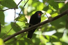 Bartgimpelfink (Loxigilla noctis sclateri) auf der Karibikinsel St. Lucia