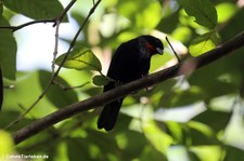 Bartgimpelfink (Loxigilla noctis sclateri) auf der Karibikinsel St. Lucia